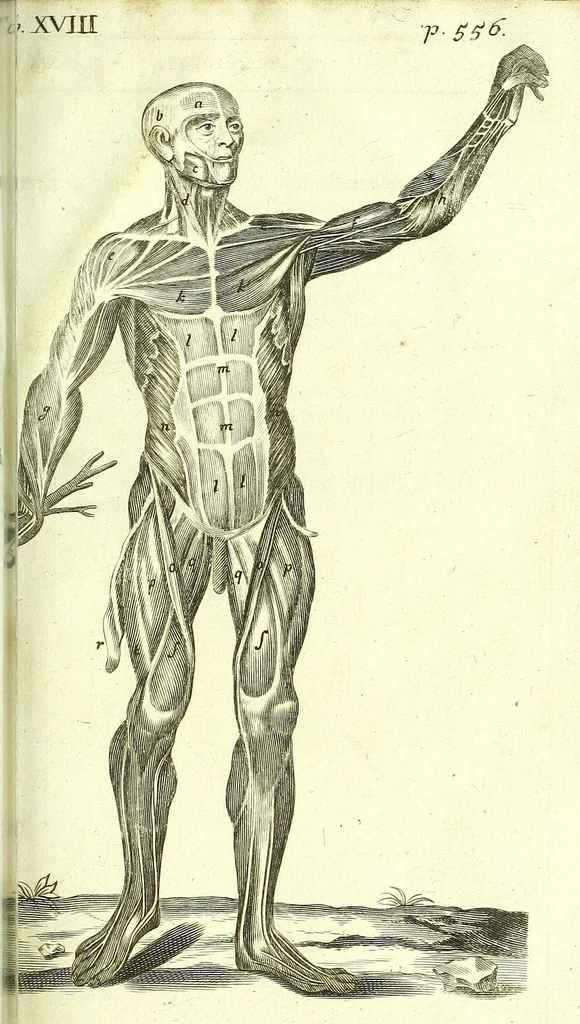 An illustration from The anatomy of humane bodies epitomized :, 1697, leaf 637