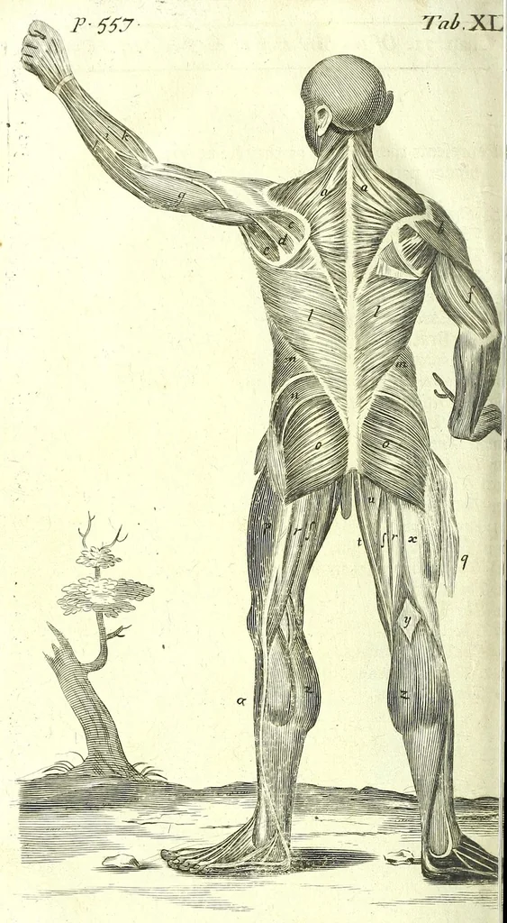 An illustration from The anatomy of humane bodies epitomized :, 1697, leaf 638