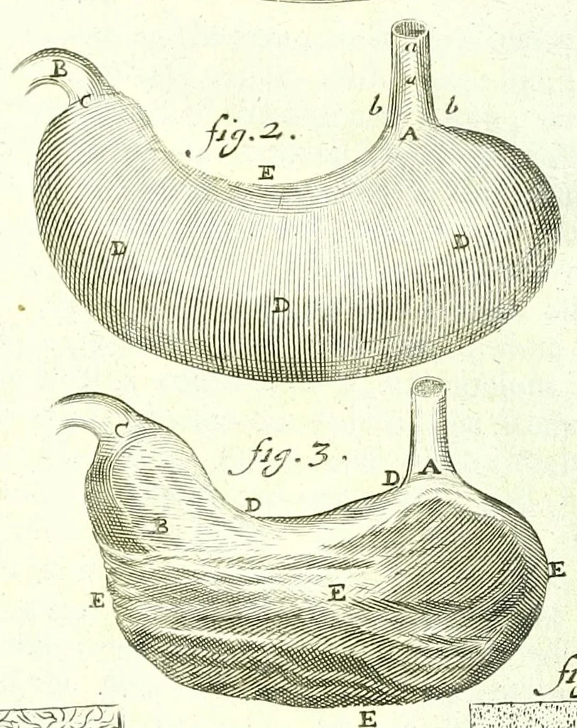 An illustration from The anatomy of humane bodies epitomized :, 1697, leaf 76