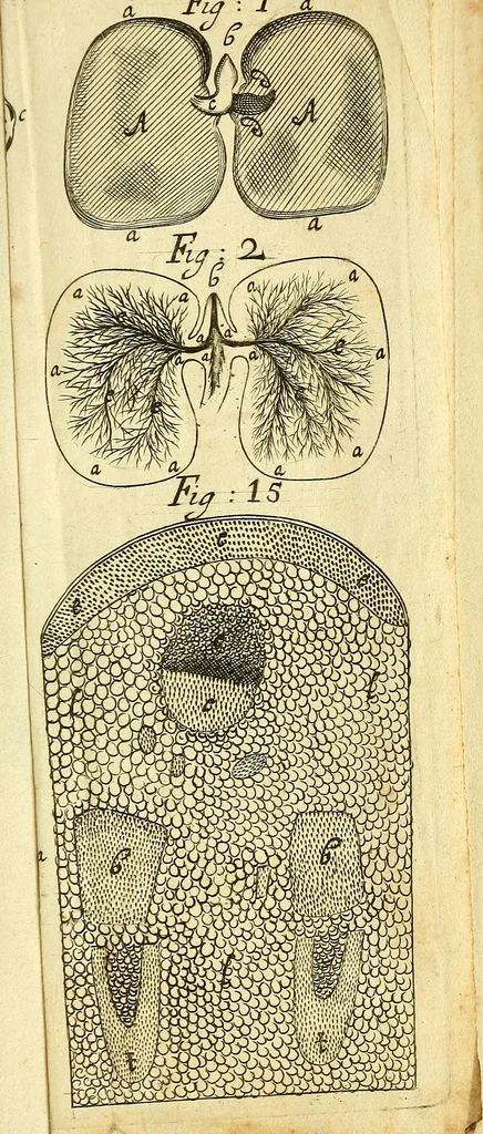 An illustration from The anatomy of vegetables begun : with a general account of vegetation founded thereon, 1672, leaf 244