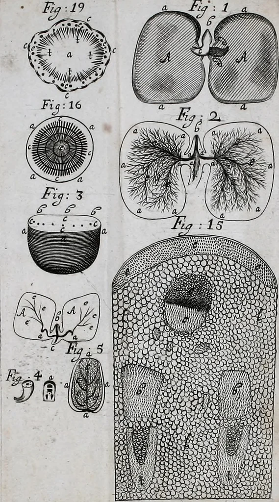 An illustration from The anatomy of vegetables begun : with a general account of vegetation founded thereon, 1672, leaf 246