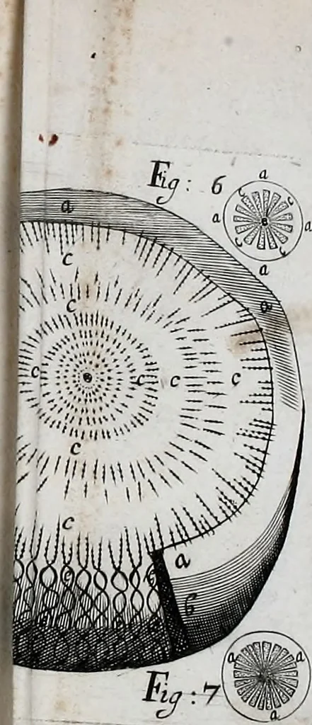 An illustration from The anatomy of vegetables begun : with a general account of vegetation founded thereon, 1672, leaf 248