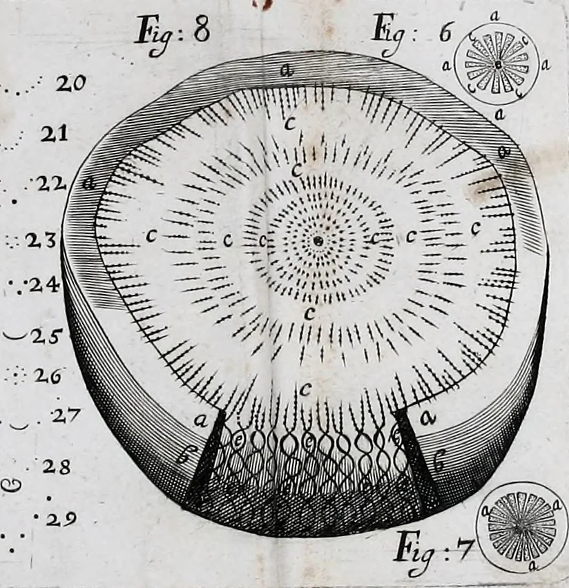 An illustration from The anatomy of vegetables begun : with a general account of vegetation founded thereon, 1672, leaf 250