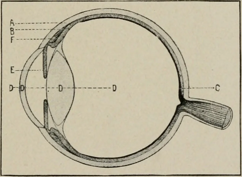 An illustration from Anatomy and physiology of the eye, with hints for the preservation of the eyesight, 1901, leaf 14