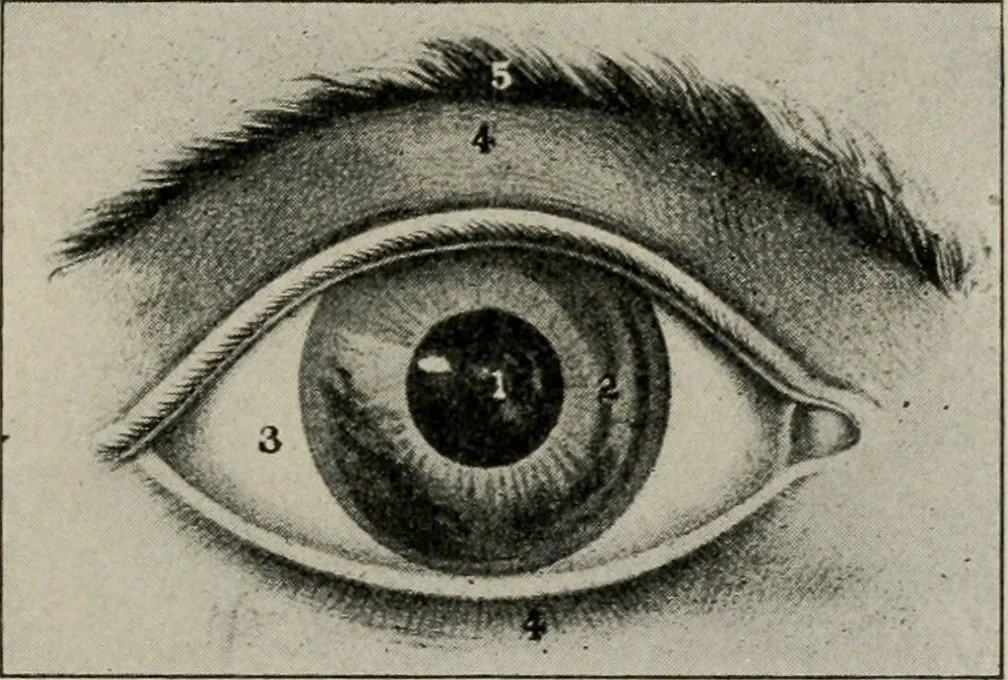 An illustration from Anatomy and physiology of the eye, with hints for the preservation of the eyesight, 1901, leaf 16