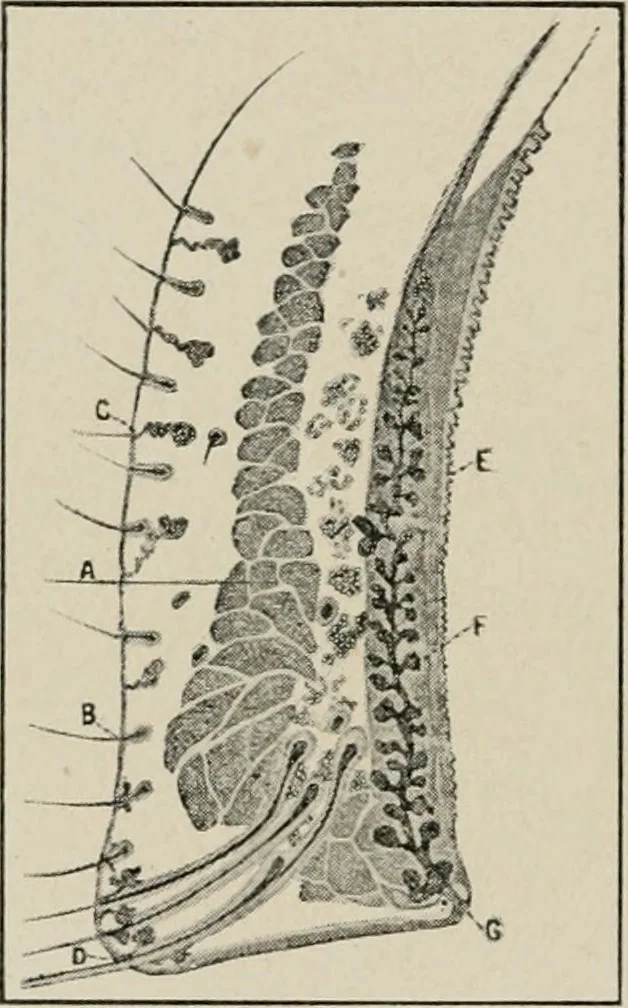 An illustration from Anatomy and physiology of the eye, with hints for the preservation of the eyesight, 1901, leaf 17