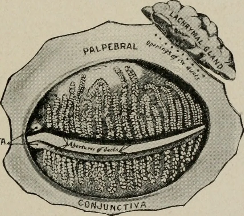 An illustration from Anatomy and physiology of the eye, with hints for the preservation of the eyesight, 1901, leaf 18
