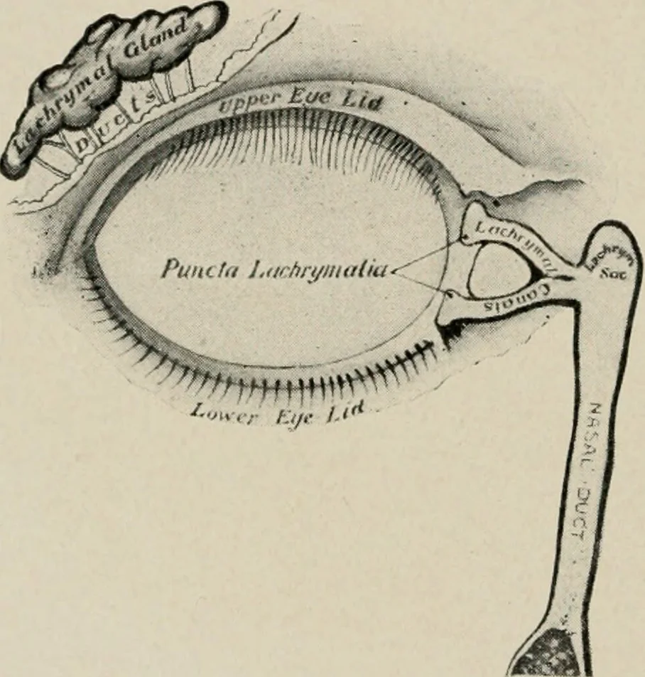 An illustration from Anatomy and physiology of the eye, with hints for the preservation of the eyesight, 1901, leaf 19