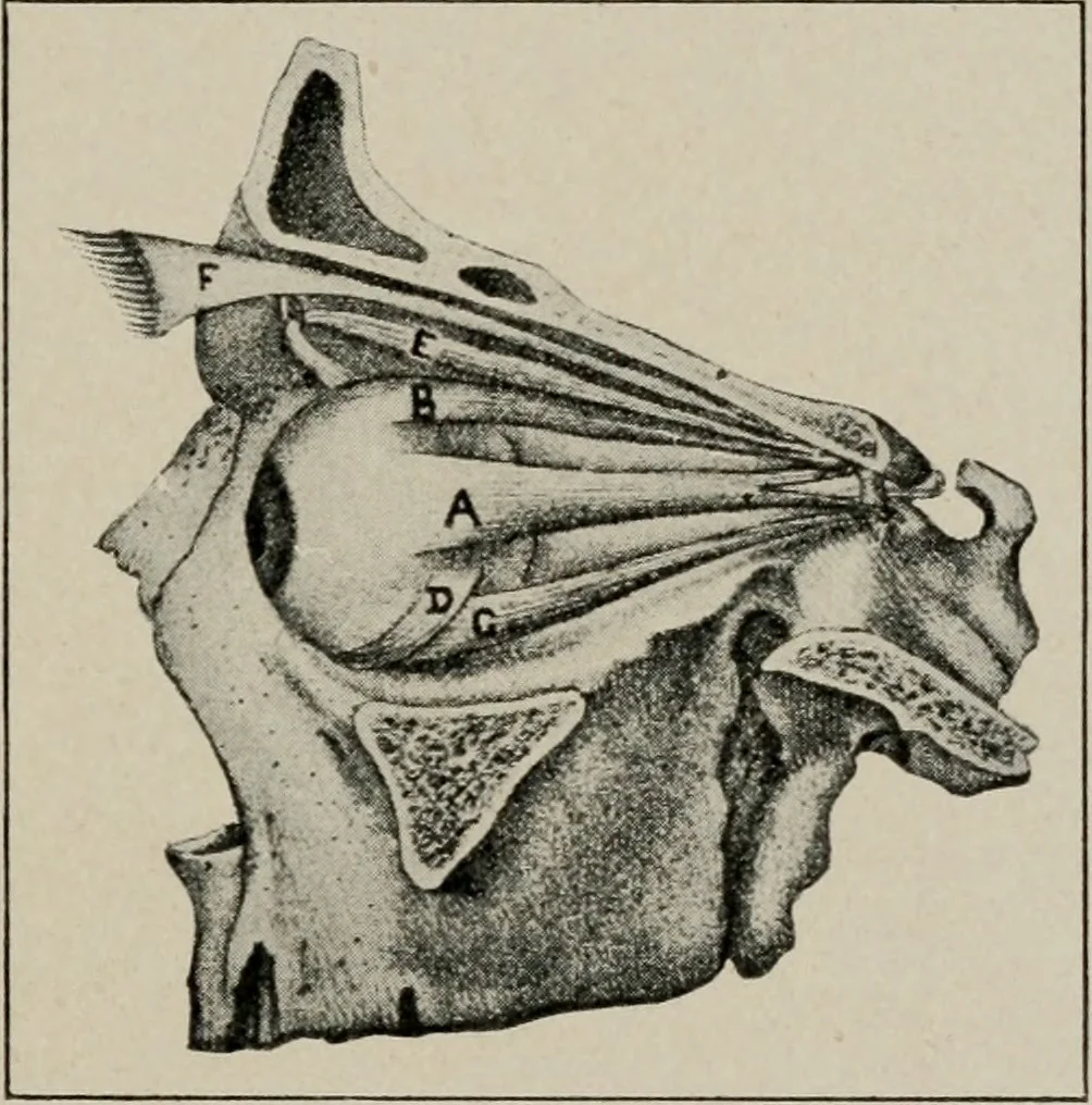 An illustration from Anatomy and physiology of the eye, with hints for the preservation of the eyesight, 1901, leaf 20