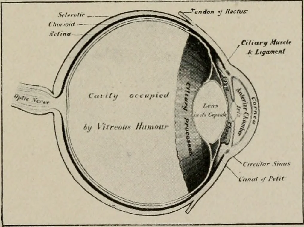 An illustration from Anatomy and physiology of the eye, with hints for the preservation of the eyesight, 1901, leaf 22