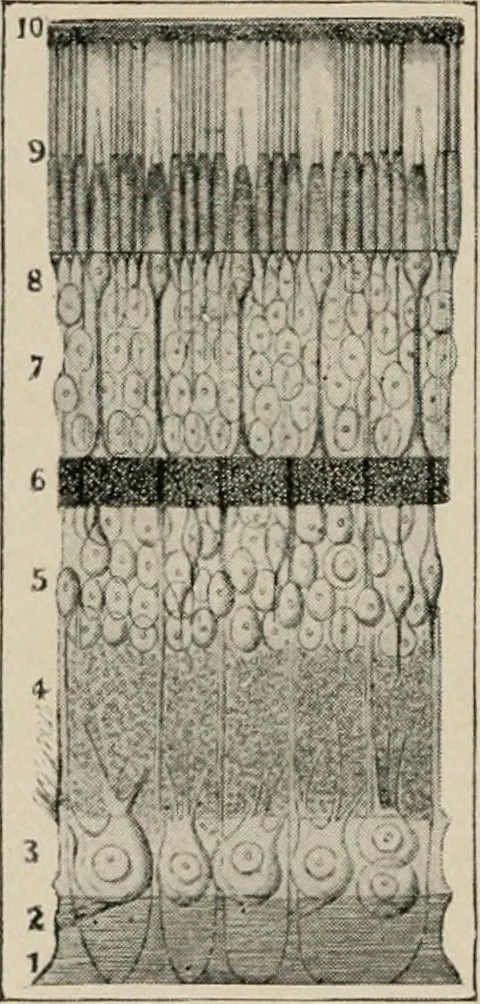 An illustration from Anatomy and physiology of the eye, with hints for the preservation of the eyesight, 1901, leaf 25