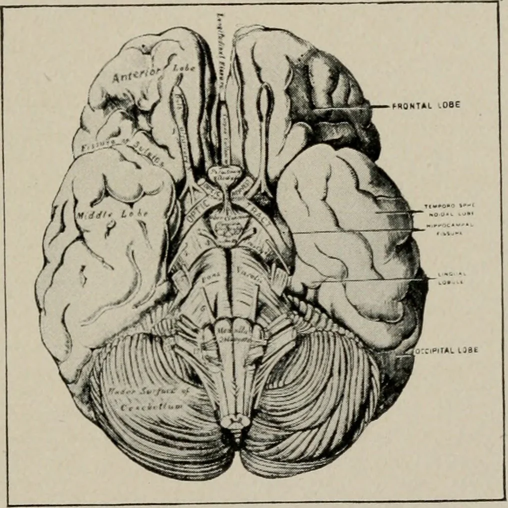 An illustration from Anatomy and physiology of the eye, with hints for the preservation of the eyesight, 1901, leaf 28