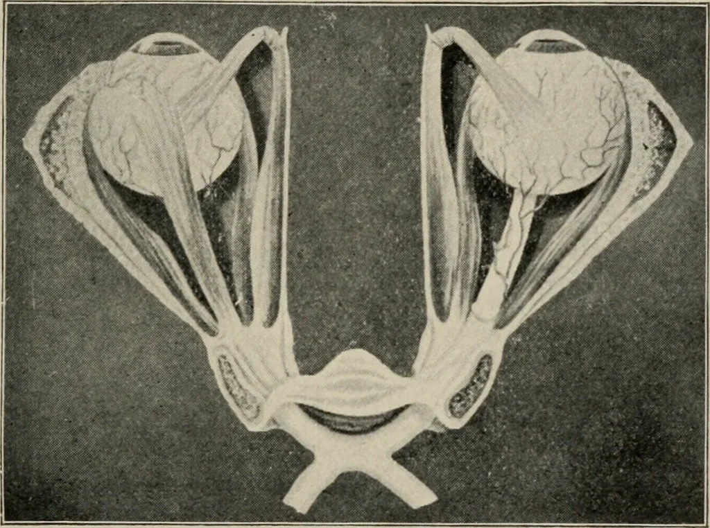 An illustration from Anatomy and physiology of the eye, with hints for the preservation of the eyesight, 1901, leaf 6