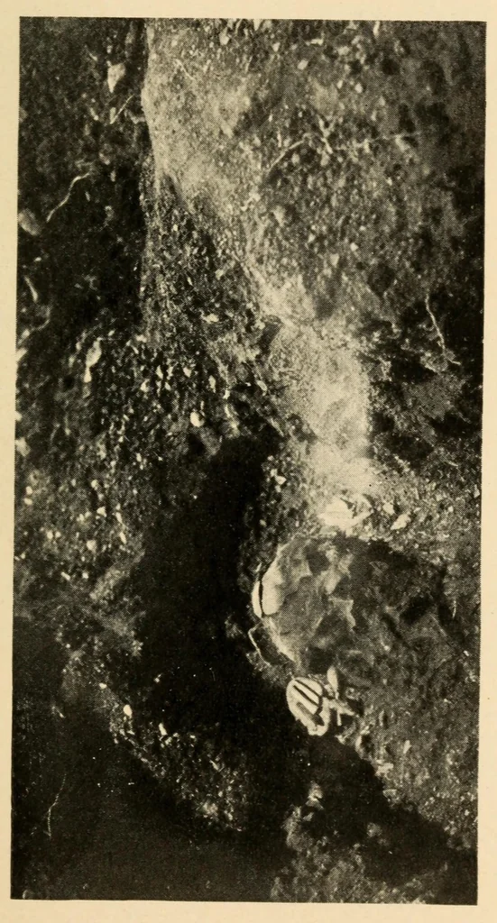 An illustration from An ancient Algonkian fishing vilage at Cayuga, New York, 1919, leaf 21