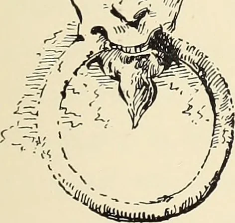 An illustration from Ancient castles and mansions of Stirling nobility / described and illustrated by J.S. Fleming, 1902, leaf 388