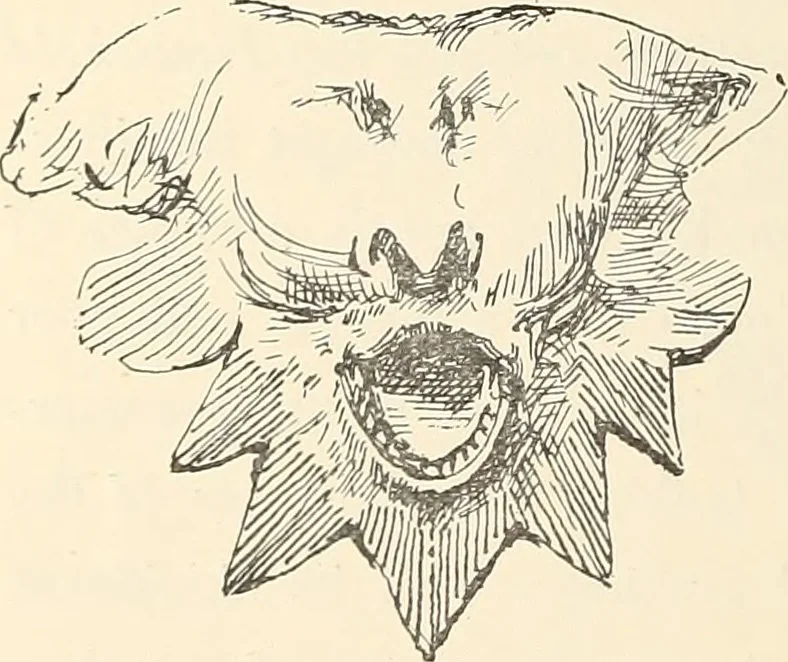 An illustration from Ancient castles and mansions of Stirling nobility / described and illustrated by J.S. Fleming, 1902, leaf 79
