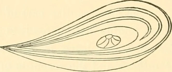 An illustration from Ancient faiths embodied in ancient names; or, An attempt to trace the religious belief, sacred rites, and holy emblems of certain nations, 1873, leaf 243