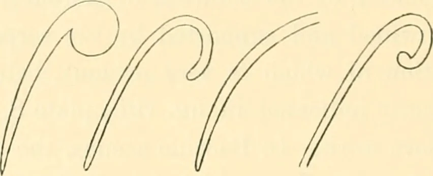 An illustration from Ancient faiths embodied in ancient names; or, An attempt to trace the religious belief, sacred rites, and holy emblems of certain nations, 1873, leaf 515