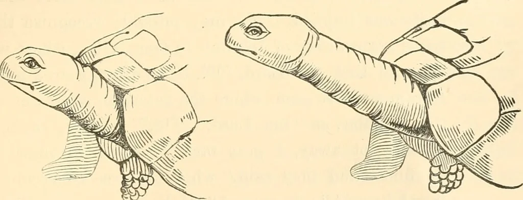 An illustration from Ancient faiths embodied in ancient names; or, An attempt to trace the religious belief, sacred rites, and holy emblems of certain nations, 1873, leaf 902