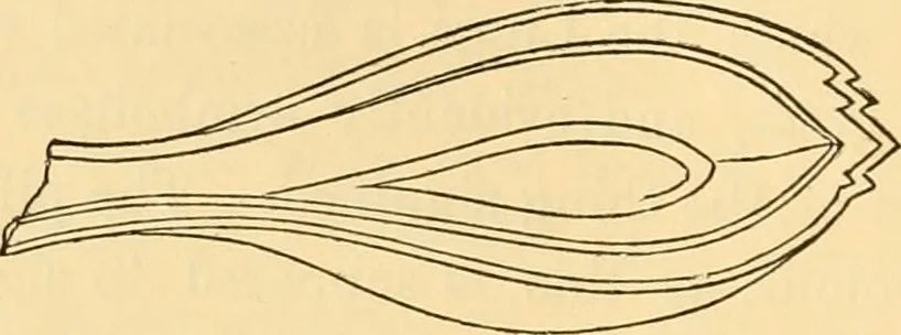 An illustration from Ancient faiths embodied in ancient names; or, An attempt to trace the religious belief, sacred rites, and holy emblems of certain nations, 1868, leaf 275