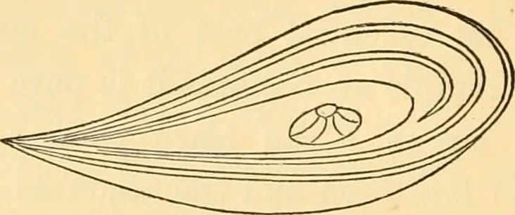 An illustration from Ancient faiths embodied in ancient names; or, An attempt to trace the religious belief, sacred rites, and holy emblems of certain nations, 1868, leaf 275