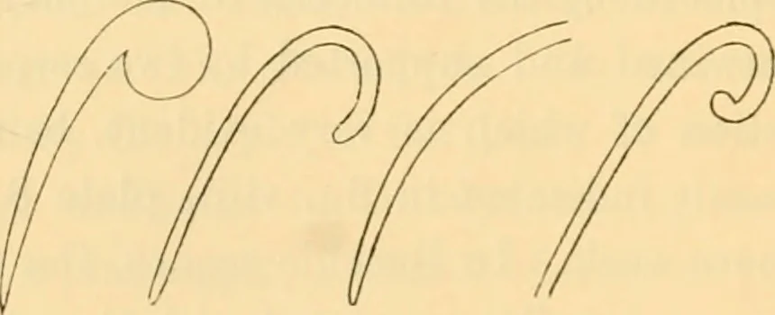 An illustration from Ancient faiths embodied in ancient names; or, An attempt to trace the religious belief, sacred rites, and holy emblems of certain nations, 1868, leaf 547