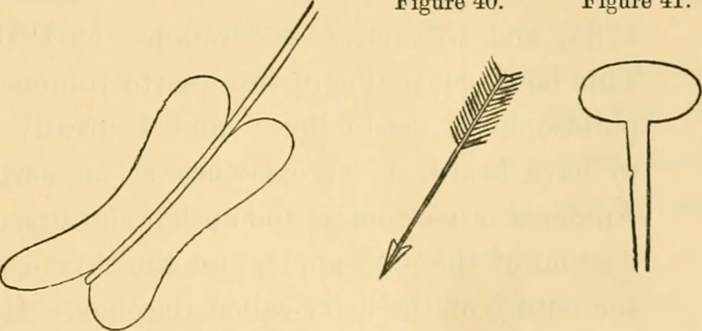 An illustration from Ancient faiths embodied in ancient names; or, An attempt to trace the religious belief, sacred rites, and holy emblems of certain nations, 1868, leaf 548