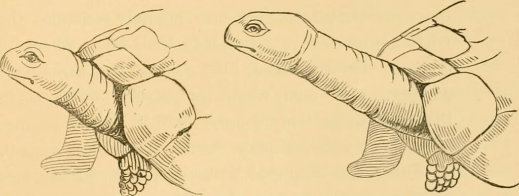 An illustration from Ancient faiths embodied in ancient names; or, An attempt to trace the religious belief, sacred rites, and holy emblems of certain nations, 1868, leaf 934