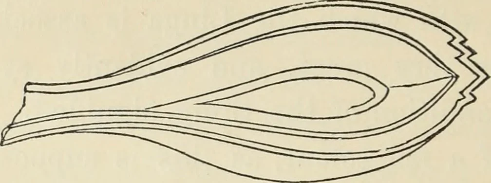 An illustration from Ancient faiths embodied in ancient names: or, An attempt to trace the religious belief, sacred rites, and holy emblems of certain nations, by an interpretation of the names given to children by priestly authority, or assumed by prophets, kings, and hierarchs, 1872, leaf 245