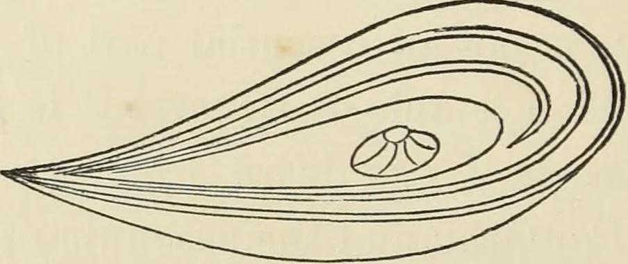 An illustration from Ancient faiths embodied in ancient names: or, An attempt to trace the religious belief, sacred rites, and holy emblems of certain nations, by an interpretation of the names given to children by priestly authority, or assumed by prophets, kings, and hierarchs, 1872, leaf 245