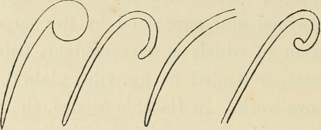 An illustration from Ancient faiths embodied in ancient names: or, An attempt to trace the religious belief, sacred rites, and holy emblems of certain nations, by an interpretation of the names given to children by priestly authority, or assumed by prophets, kings, and hierarchs, 1872, leaf 507