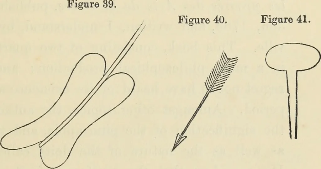 An illustration from Ancient faiths embodied in ancient names: or, An attempt to trace the religious belief, sacred rites, and holy emblems of certain nations, by an interpretation of the names given to children by priestly authority, or assumed by prophets, kings, and hierarchs, 1872, leaf 508