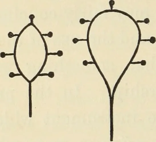 An illustration from Ancient faiths embodied in ancient names: or, An attempt to trace the religious belief, sacred rites, and holy emblems of certain nations, by an interpretation of the names given to children by priestly authority, or assumed by prophets, kings, and hierarchs, 1872, leaf 757