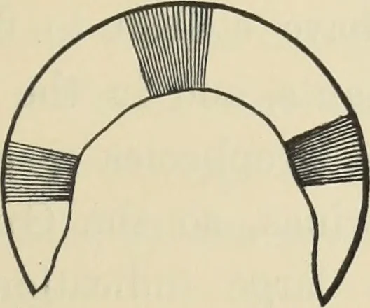 An illustration from Ancient faiths embodied in ancient names: or, An attempt to trace the religious belief, sacred rites, and holy emblems of certain nations, by an interpretation of the names given to children by priestly authority, or assumed by prophets, kings, and hierarchs, 1872, leaf 782