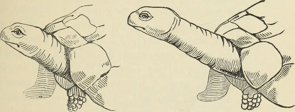 An illustration from Ancient faiths embodied in ancient names: or, An attempt to trace the religious belief, sacred rites, and holy emblems of certain nations, by an interpretation of the names given to children by priestly authority, or assumed by prophets, kings, and hierarchs, 1872, leaf 896