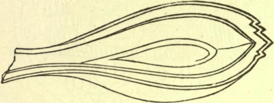 An illustration from Ancient pagan and modern Christian symbolism. With an essay on Baal worship, on the Assyrian sacred "grove" and other allied symbols by John Newton, 1875, leaf 152