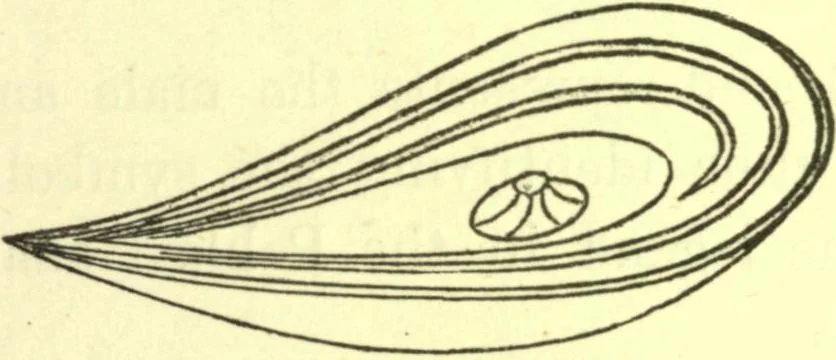 An illustration from Ancient pagan and modern Christian symbolism. With an essay on Baal worship, on the Assyrian sacred "grove" and other allied symbols by John Newton, 1875, leaf 152