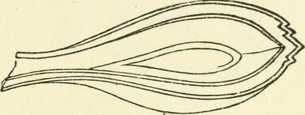 An illustration from Ancient pagan and modern Christian symbolism, 1874, leaf 136