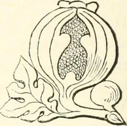 An illustration from The ancient sepulchral effigies and monumental and memorial sculpture of Devon, 1877, leaf 193