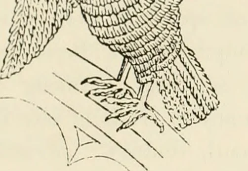 An illustration from The ancient sepulchral effigies and monumental and memorial sculpture of Devon, 1877, leaf 274