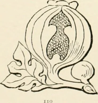 An illustration from The ancient sepulchral effigies and monumental and memorial sculpture of Devon, 1877, leaf 554