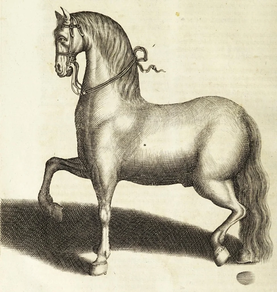 An illustration from Ander Haupt-Theil des vollkommenen ergäntzten Pferd-Schatzes : dessen I. Inhalt auf den Reuter und desselben Bezeigungen zielend, als die nothwendige Theoria in dess Reuters Unterweisungsart ... : wie der 2. Inhalt auf das Pferd und desselben Bezeigungen in aller Abrichtung gerichtet, 1664, leaf 170