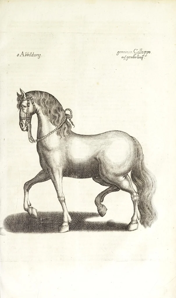 An illustration from Ander Haupt-Theil des vollkommenen ergäntzten Pferd-Schatzes : dessen I. Inhalt auf den Reuter und desselben Bezeigungen zielend, als die nothwendige Theoria in dess Reuters Unterweisungsart ... : wie der 2. Inhalt auf das Pferd und desselben Bezeigungen in aller Abrichtung gerichtet, 1664, leaf 173