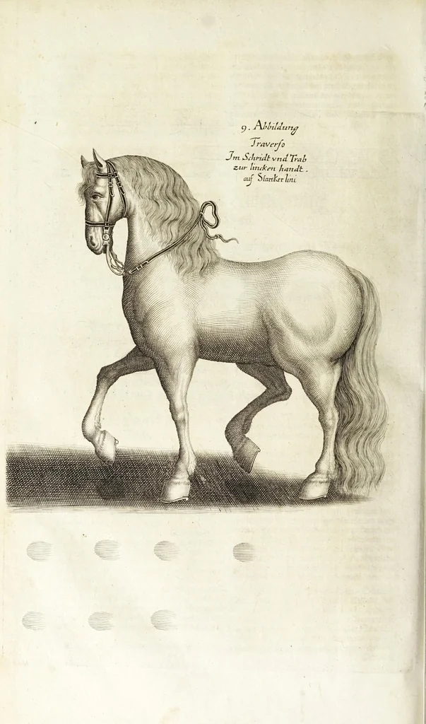 An illustration from Ander Haupt-Theil des vollkommenen ergäntzten Pferd-Schatzes : dessen I. Inhalt auf den Reuter und desselben Bezeigungen zielend, als die nothwendige Theoria in dess Reuters Unterweisungsart ... : wie der 2. Inhalt auf das Pferd und desselben Bezeigungen in aller Abrichtung gerichtet, 1664, leaf 192