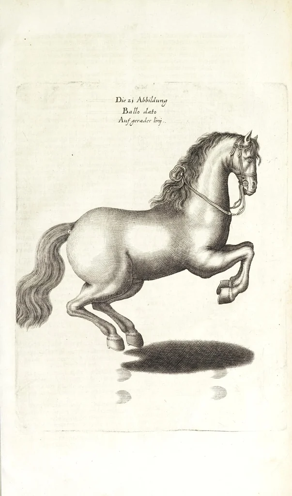 An illustration from Ander Haupt-Theil des vollkommenen ergäntzten Pferd-Schatzes : dessen I. Inhalt auf den Reuter und desselben Bezeigungen zielend, als die nothwendige Theoria in dess Reuters Unterweisungsart ... : wie der 2. Inhalt auf das Pferd und desselben Bezeigungen in aller Abrichtung gerichtet, 1664, leaf 227