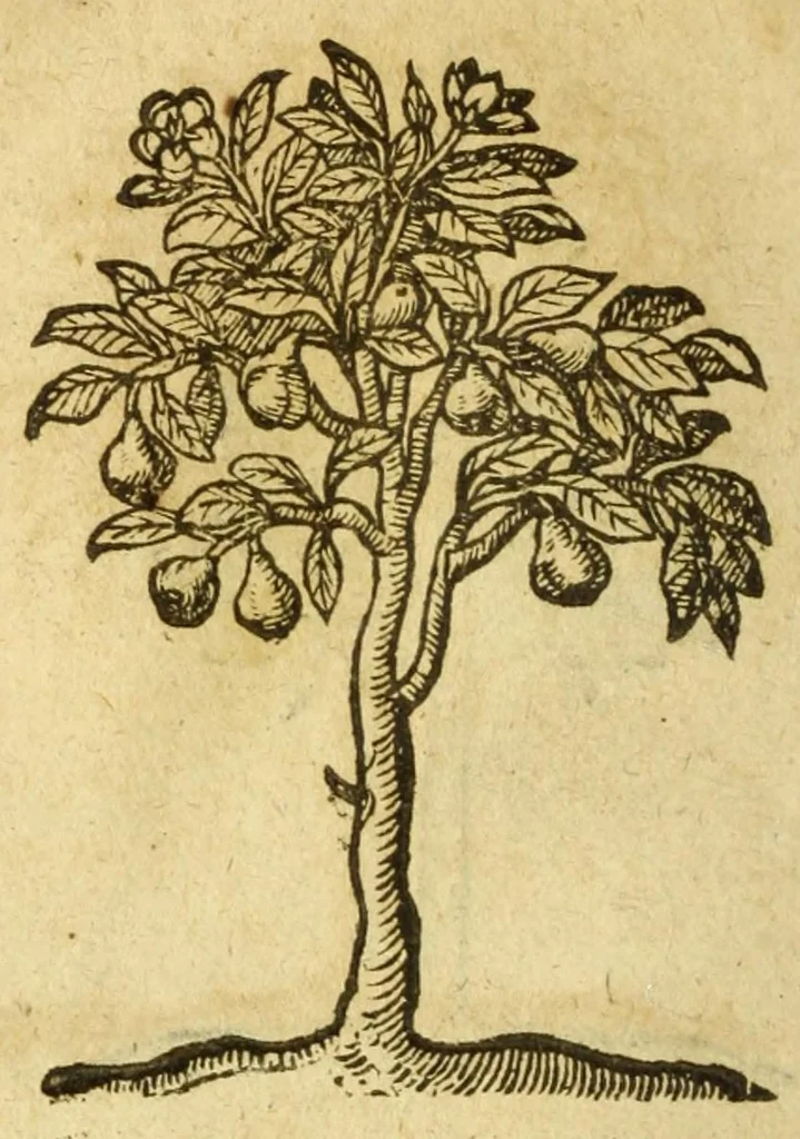 An illustration from Andreae Alciati V.C. Emblemata cvm Clavdii Minois I.C. commentariis ad postremam auctoris editionem auctis & recognitis, 1608, leaf 234