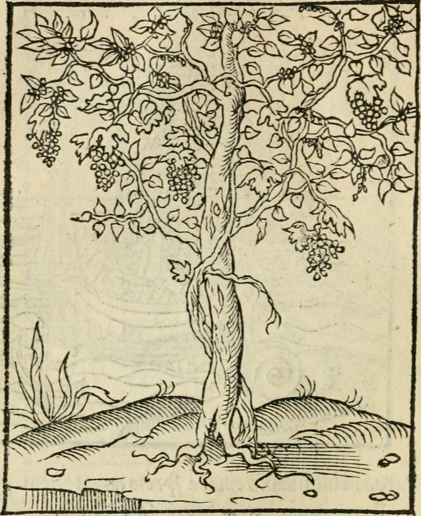 An illustration from Andreae Alciati emblematvm libellvs, 1536, leaf 59