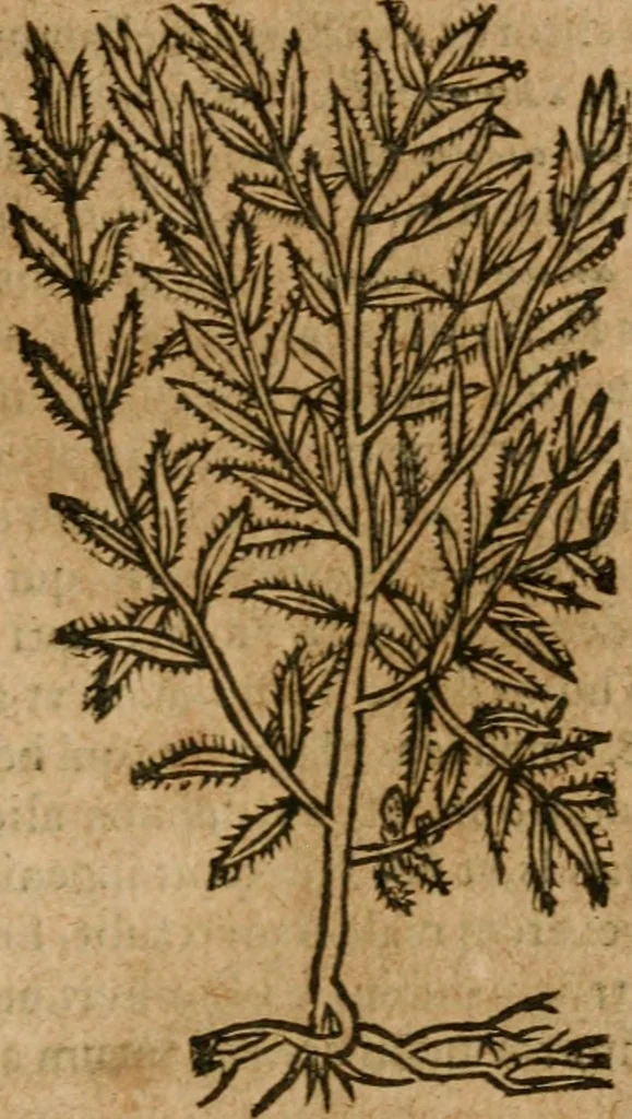 An illustration from Andreae Alciati i.v.c. emblemata, 1614, leaf 728