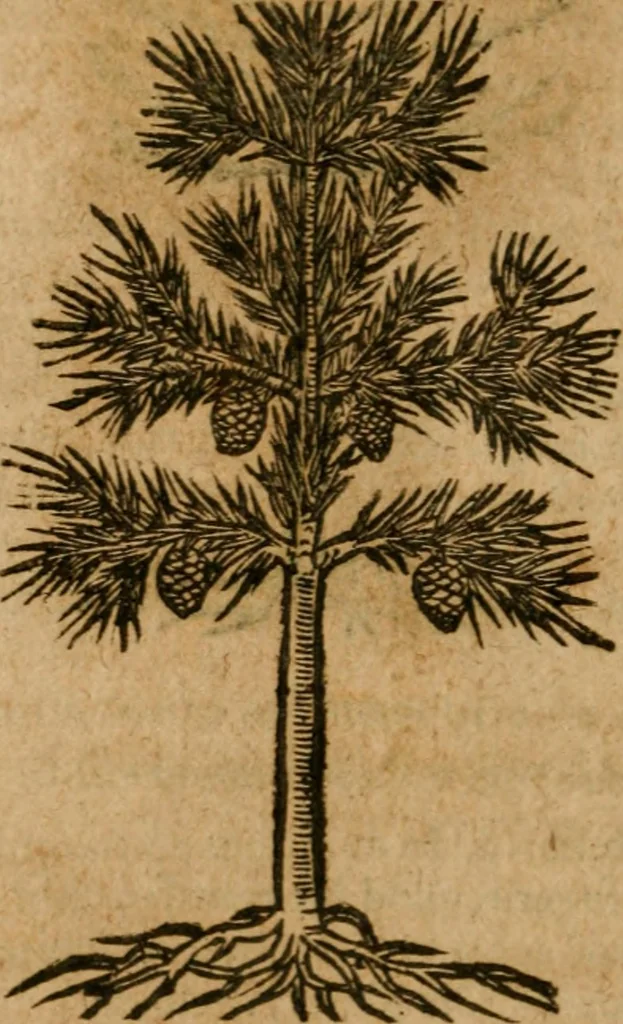 An illustration from Andreae Alciati i.v.c. emblemata, 1614, leaf 731