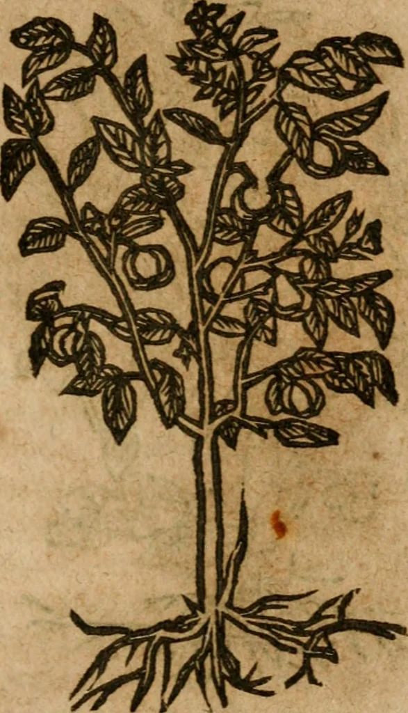 An illustration from Andreae Alciati i.v.c. emblemata, 1614, leaf 732